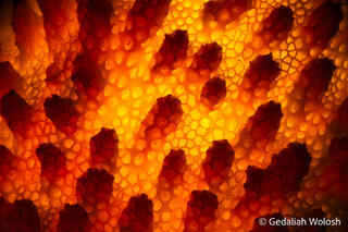Coral