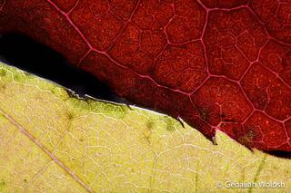 Autumn Leaves