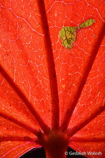 Red Maple Leaf