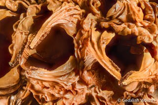 Sweetgum Tree Seed Pod
