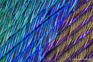 Peacock Feather