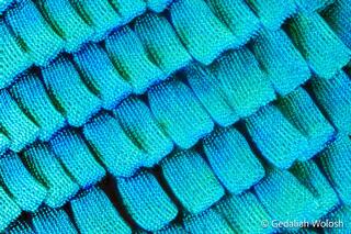 Papilio blumei Scales at 50X