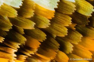Transition at 50× (Mimathyma schrenckii)