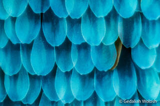 Disruption in Blue