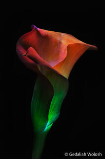 Fluorescense in Nature
