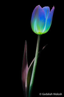 Inner Light