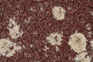 Weathered Abrasion