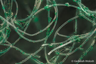 Abrasive Web