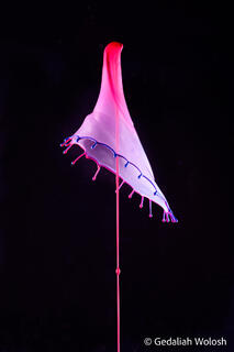 Veil in Ascent