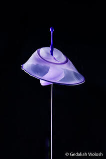 Violet Ascension
