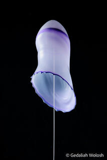 Veiled Column