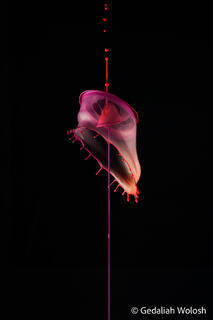 Veil in Descent