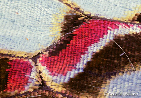 Butterfly Wings Up Close