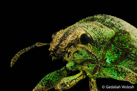 Arthropoda