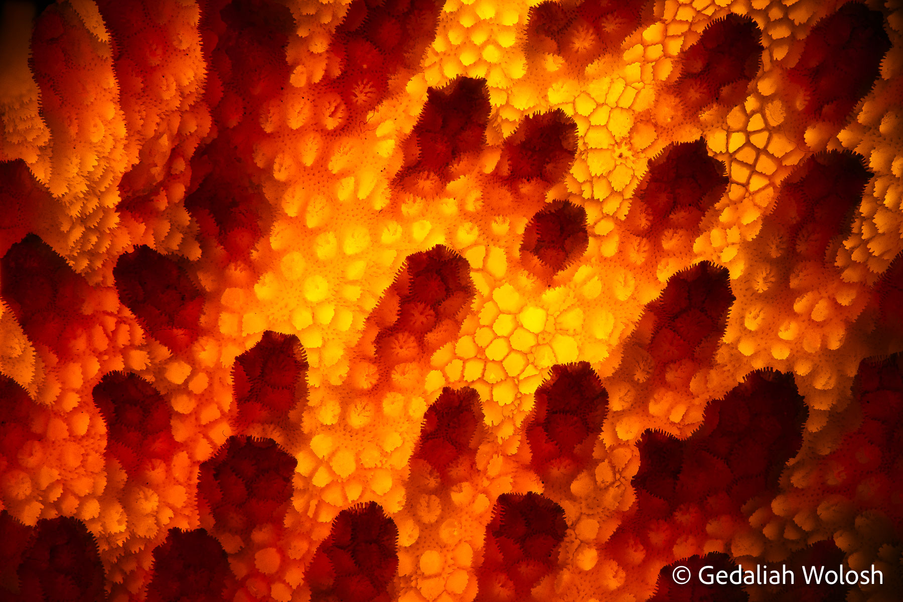 Coral Backlit coral revealing the delicate structure of its polyps, softly illuminated in warm, amber hues.