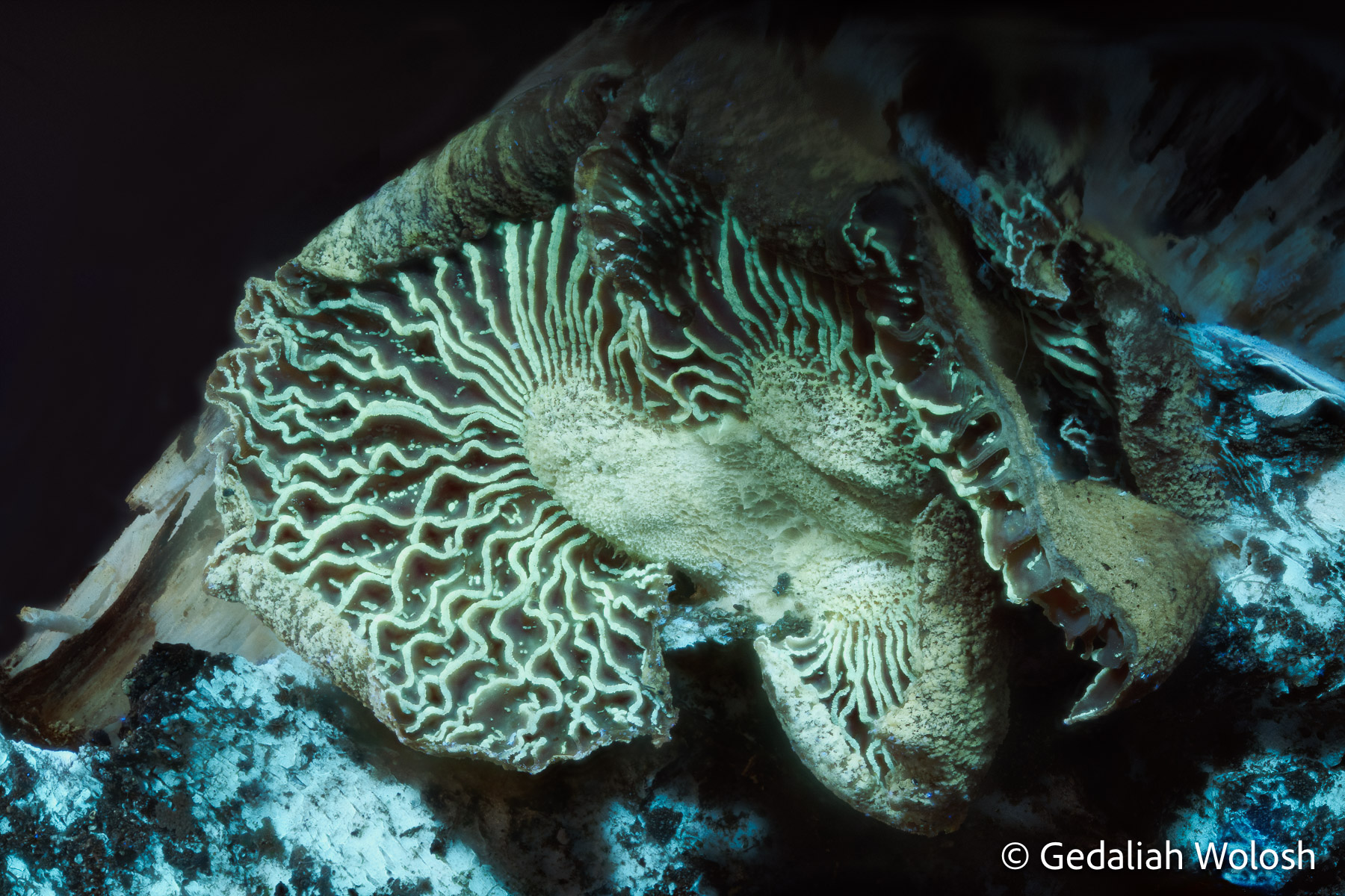 Fungus on Branch This image reveals a fungus under ultraviolet-induced fluorescence , displaying intricate gill structures glowing in subtle hues...