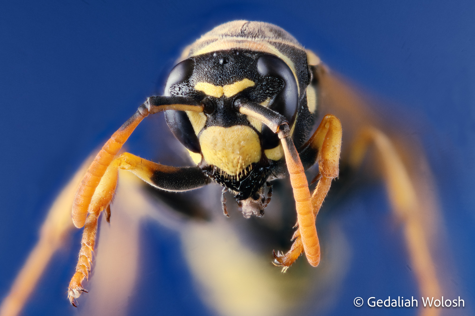 A striking macro portrait of a yellow jacket, showcasing its compound eye, ocelli, intricate mouthparts, and antennae.