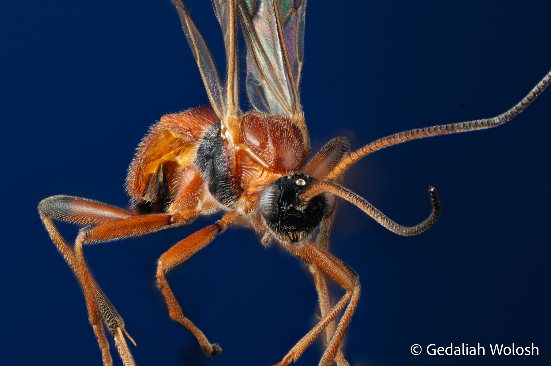 Ichneumonid Wasp A detailed macro of an ichneumon wasp, highlighting its delicate wing structure, segmented antennae, and the fine textures of...