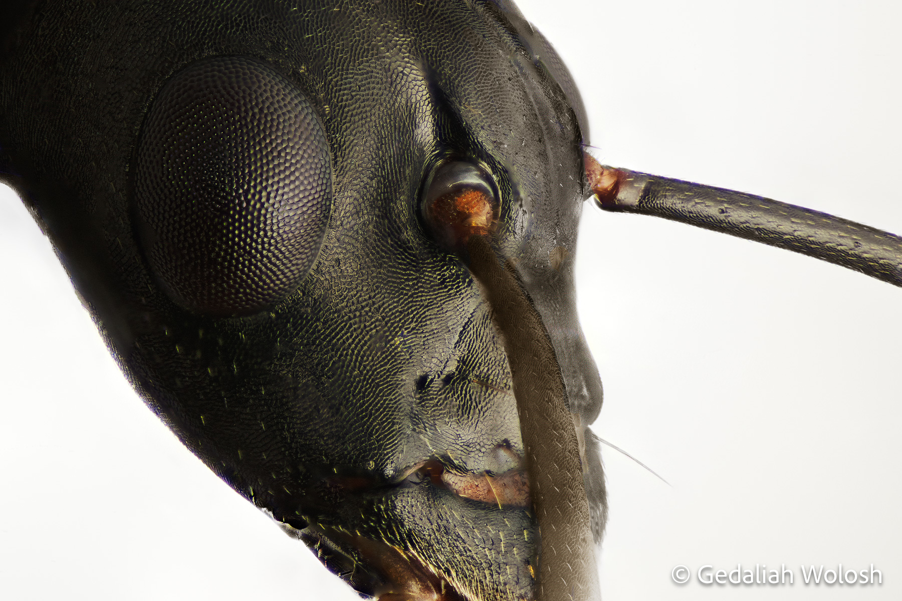 Carpenter Ant Portrait A close up view of a Carpenter Ant’s compound eye, antenna socket, and textured exoskeleton, revealing the intricate structure...