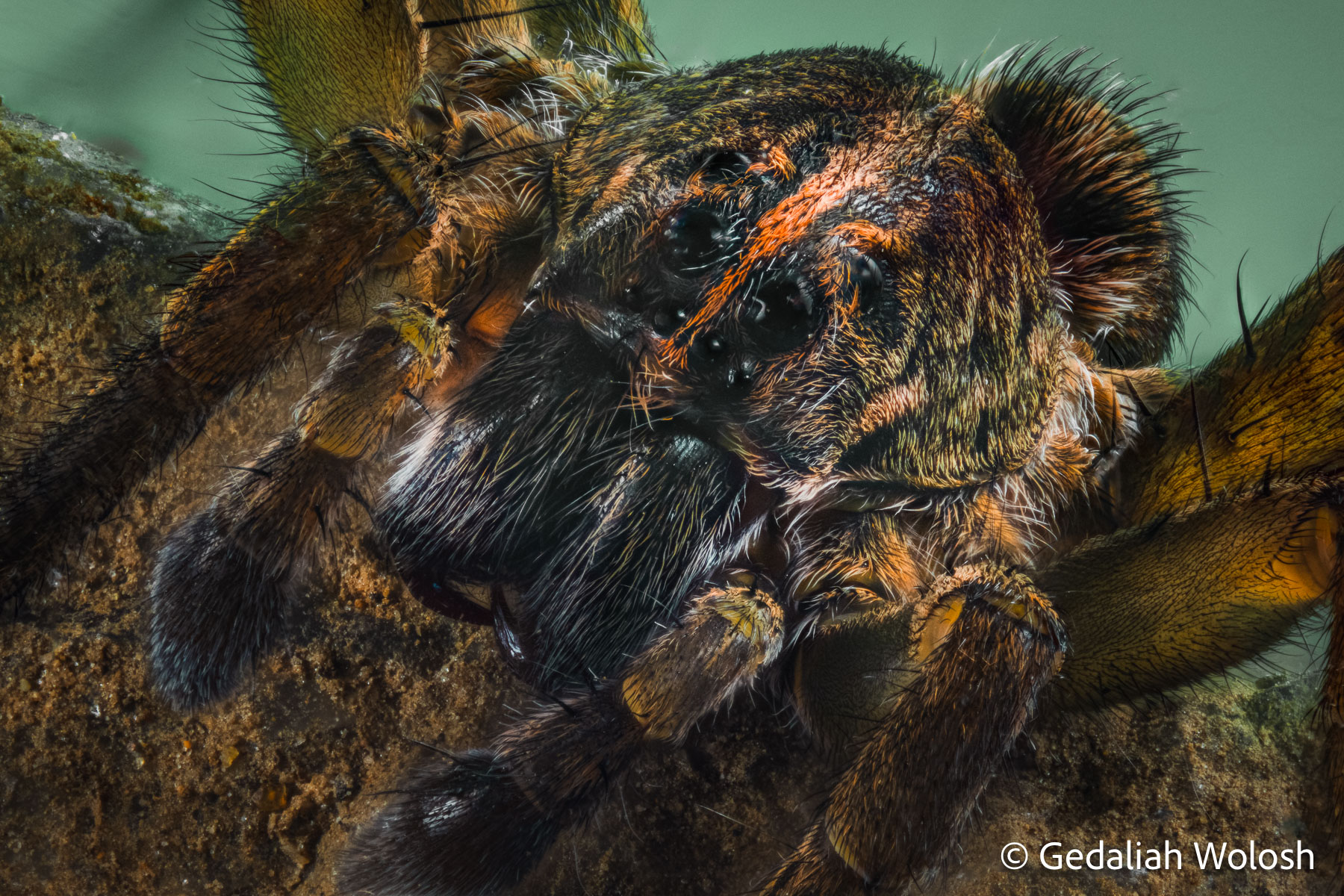 Tigrosa aspersda A close-up of Tigrosa aspersa, a species of wolf spider, showcasing its intricate facial features and powerful fangs. These nocturnal...