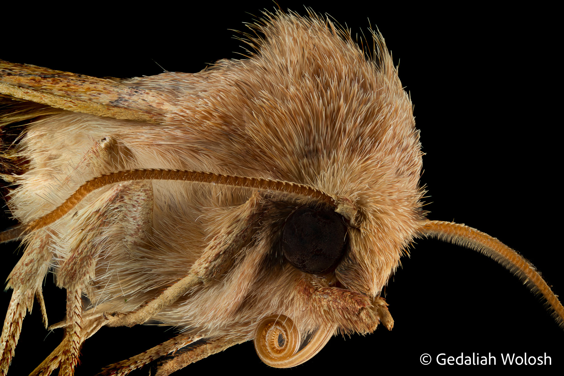 Bicolored Sallow A detailed macro portrait of the Bicolored Sallow (Sunira bicolorago), a moth commonly found in North America. Its dense, fur...