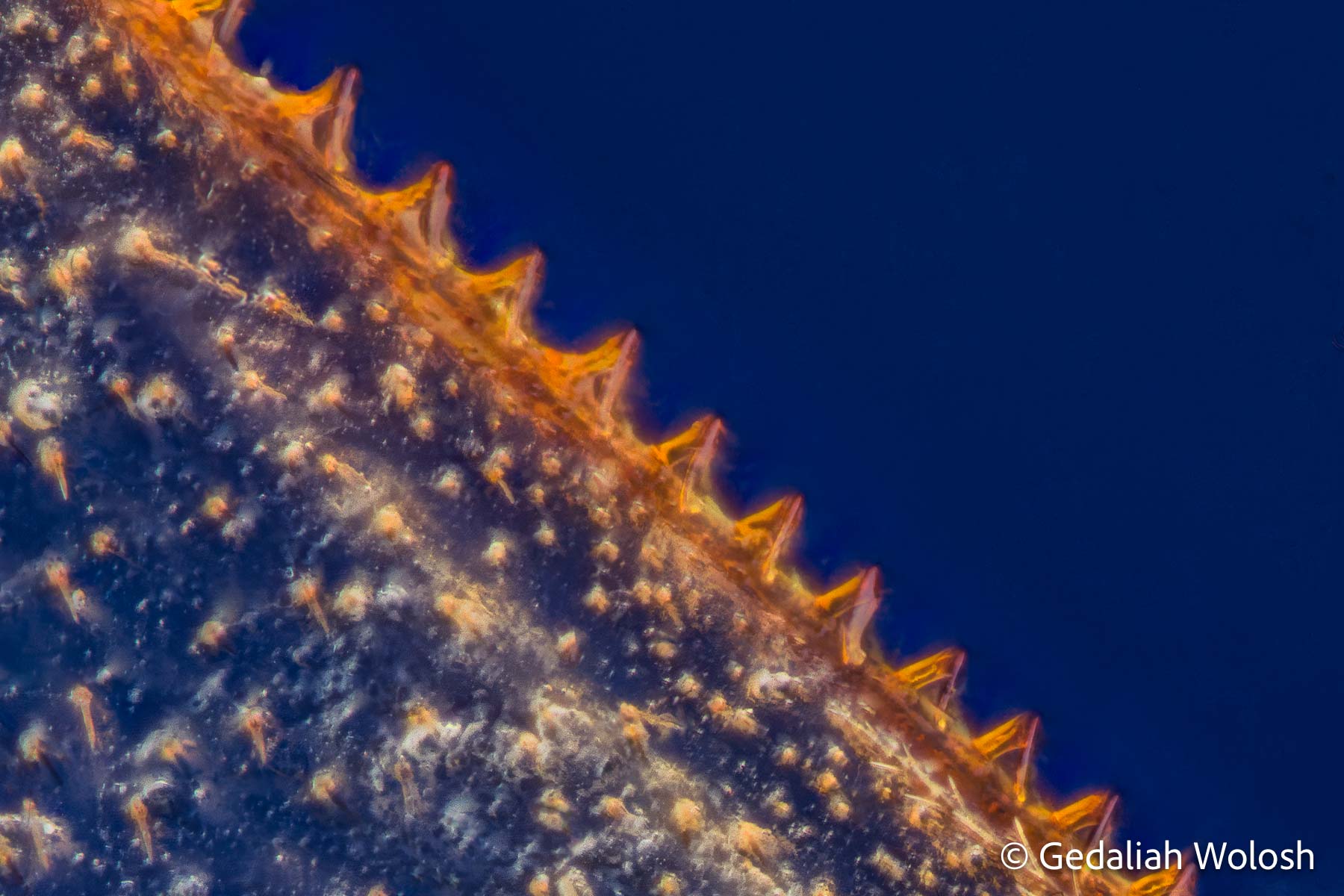 Honeybee Hind Wing Hamuli The honey bee’s hind wing features a row of hook-like structures called hamuli, which interlock with the forewing to create...