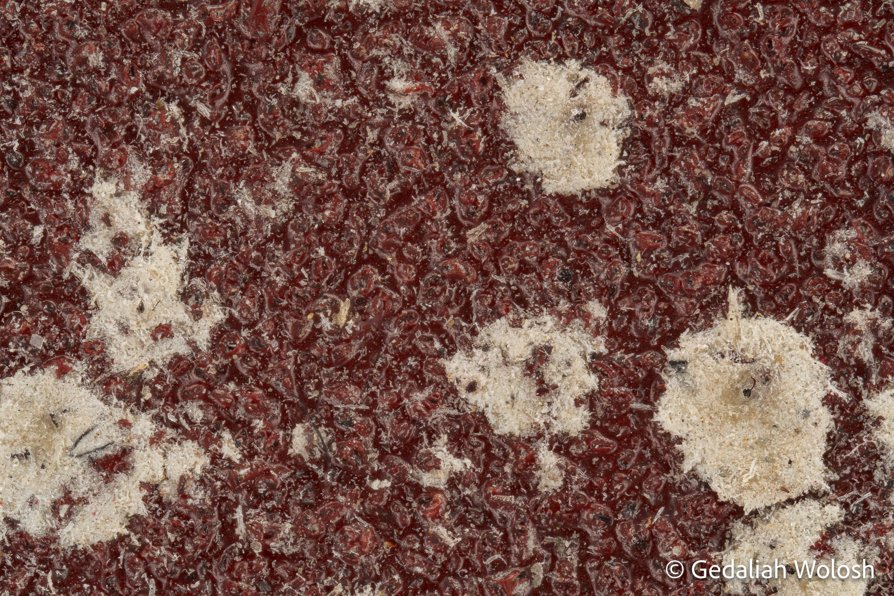 Weathered Abrasion A used sheet of 240-grit sandpaper photographed at 10× magnification reveals an intricate landscape of worn abrasive particles...